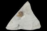 Ammonite (Promicroceras) Fossil - Lyme Regis #166642-1